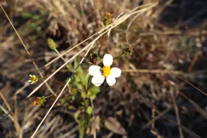 2025-06-21 Bartons Park - IMG_2502_compressed_q50.webp